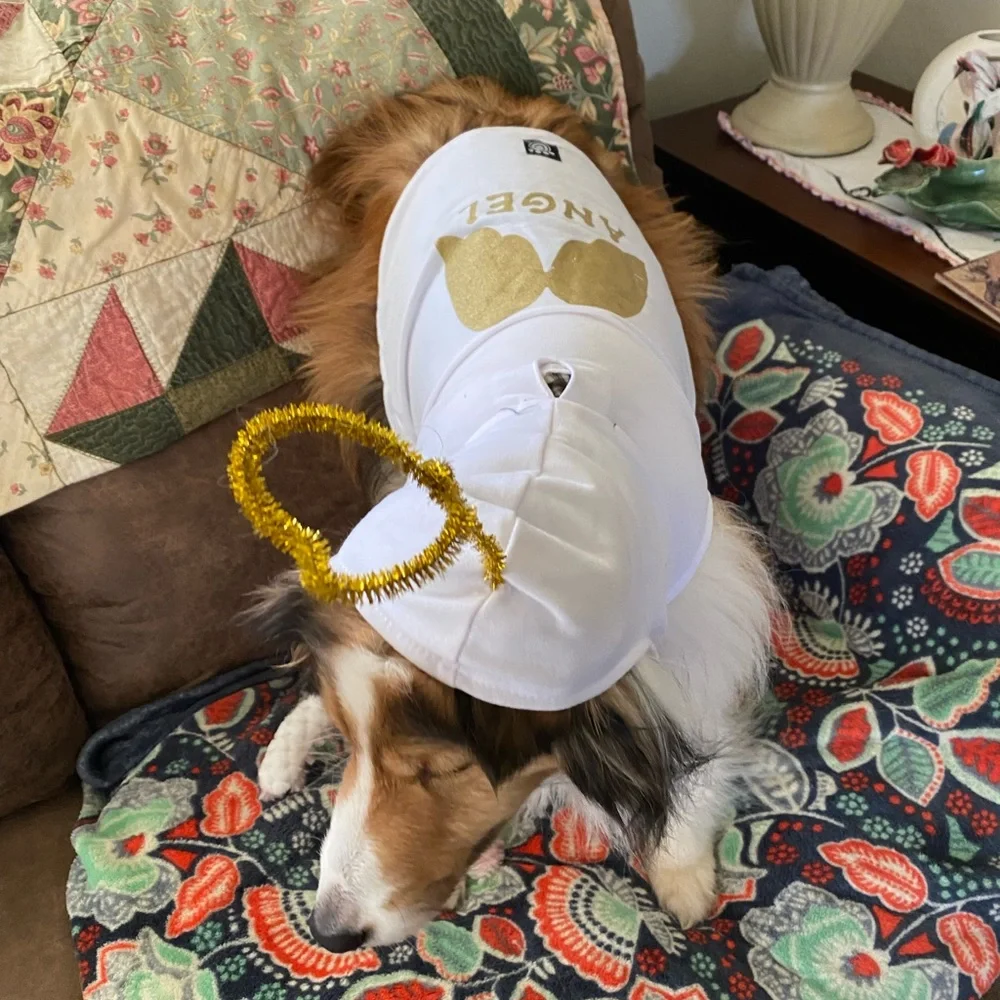 Pet Hoodie Angel Costume